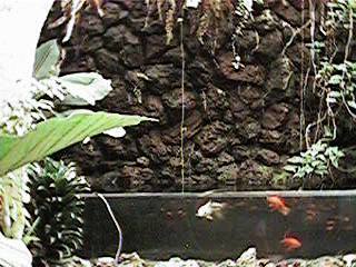 Tropical Fish Tank