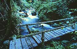 A rustic bridge over a woodland stream